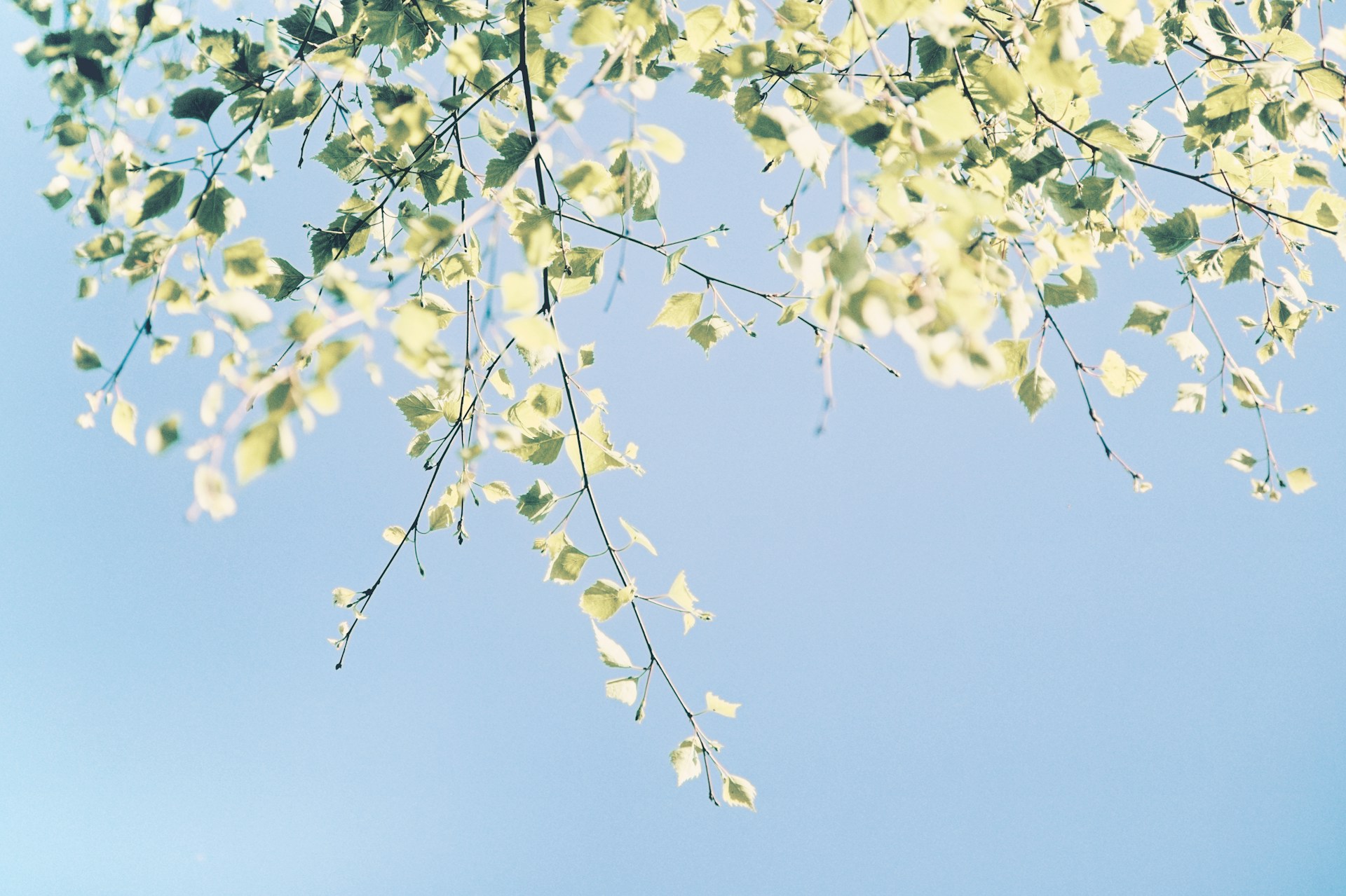 A Thank You to the Central Okanagan Foundation Supporting Next Steps and Community Care Programs